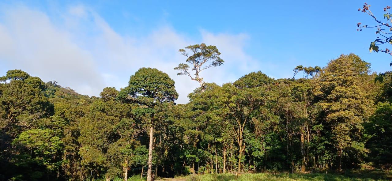 Fondo Monteverde Montenubis