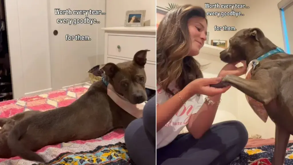 Rescued Shelter Dog Overcomes Kennel Mishap to Find a Forever Home