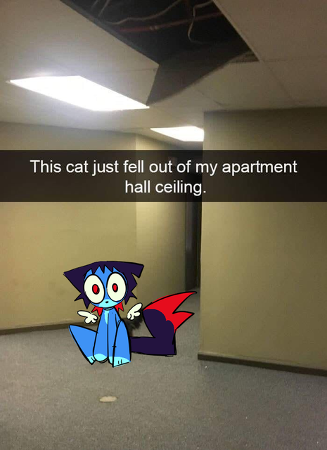cat