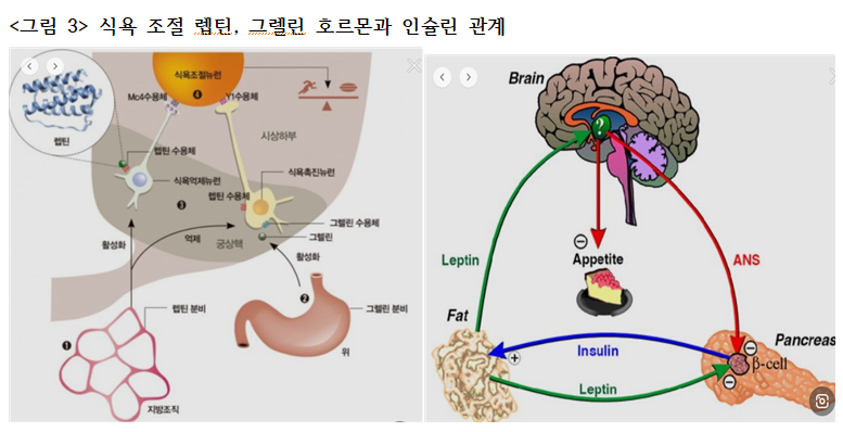 인슐린 작용 시간