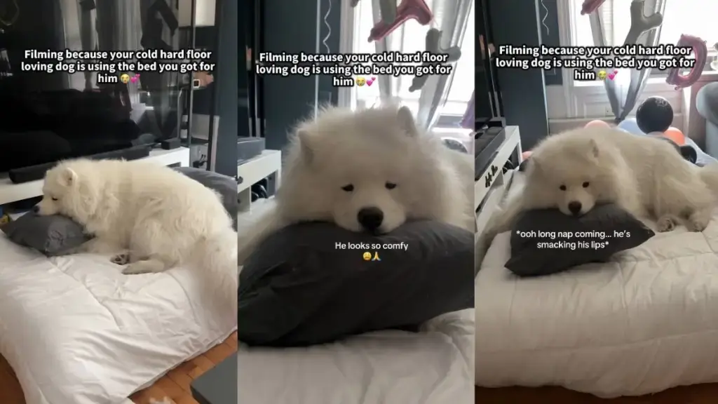 Dog's Simple Joy: New Bed Brings Owner Delight