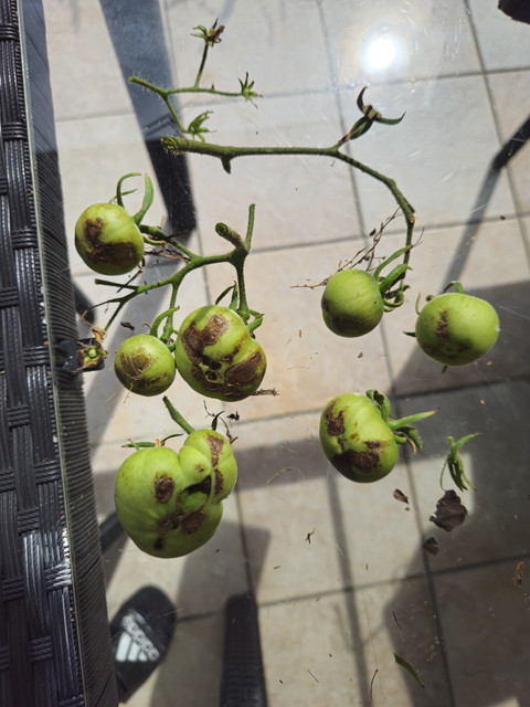 tomates