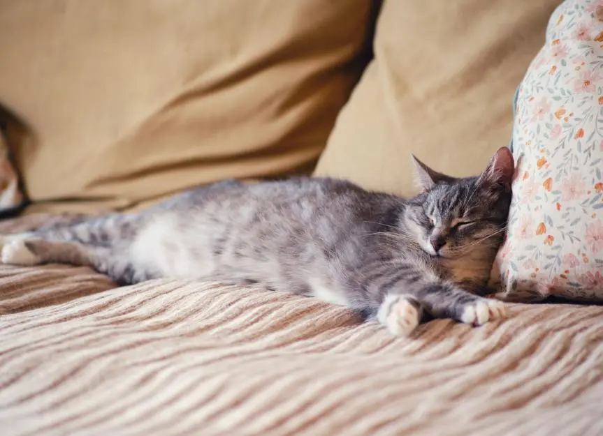 Recognizing End-of-Life Signs in Cats