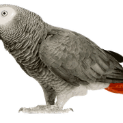 African-Grey