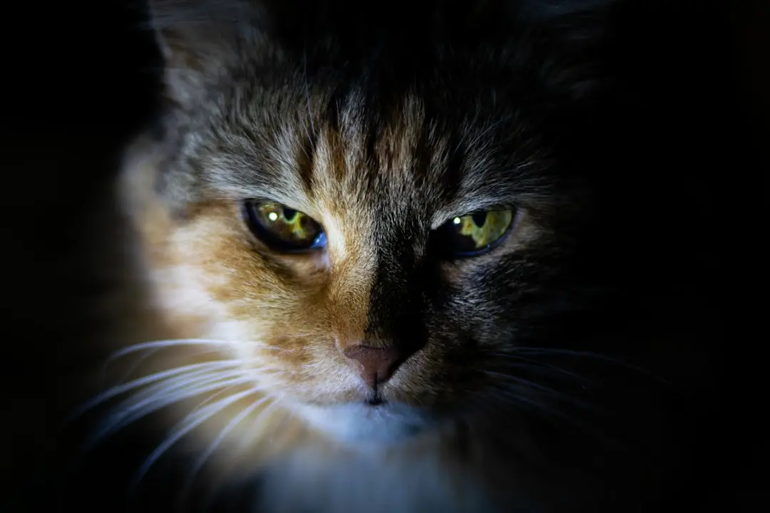 Feline Shenanigans Caught on Camera