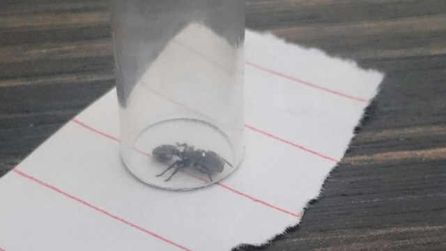 Soldado de la especie Cephalotes ¿?
