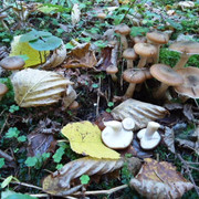 DSC00244