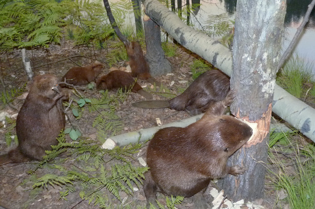 Beaver.jpg