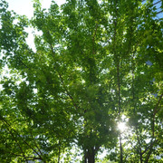P1150126