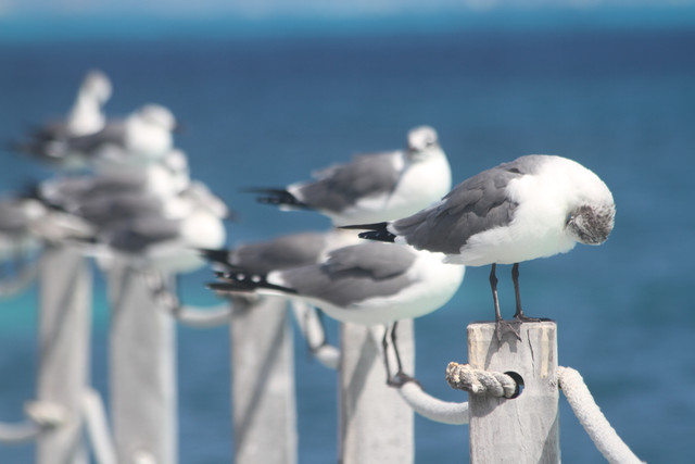 Gulls