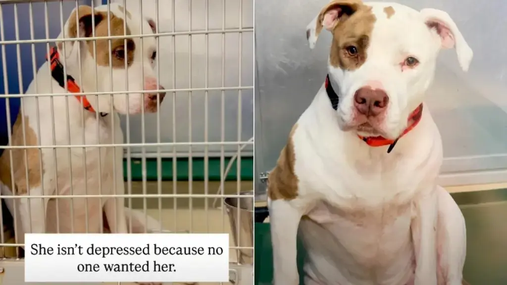 Shelter Dog Awaits Second Chance After Losing Only Owner