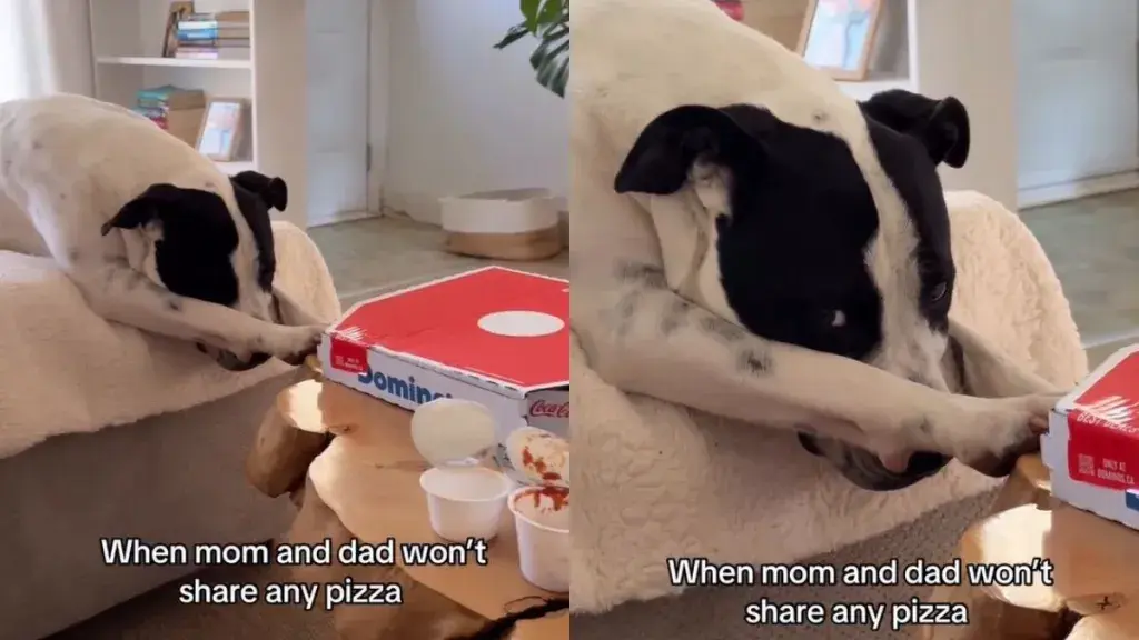 Rescue Dog Throws Tantrum Over Pizza