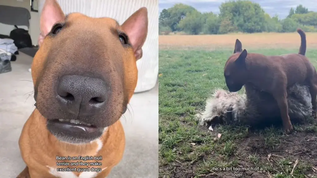 English Bull Terrier Falls Short as Guard Dog
