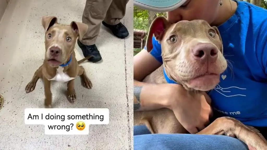 Shelter Dog Returned Three Times for Being 'Too Energetic