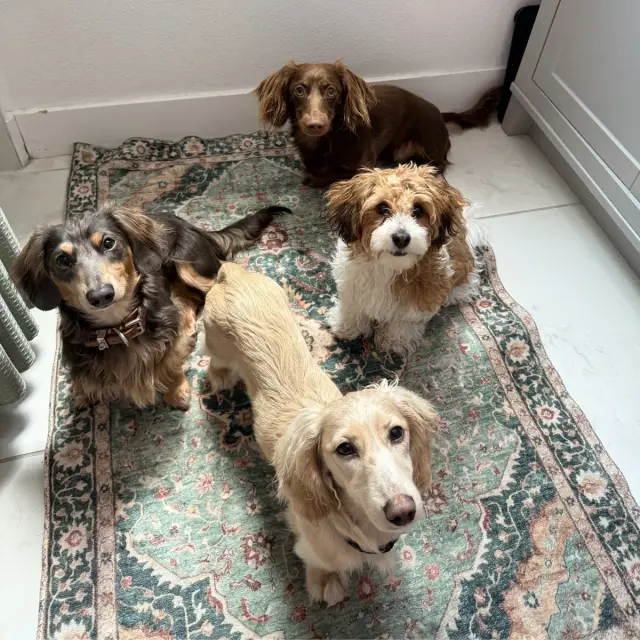 Dogs at Duke's Doggy Daycare
