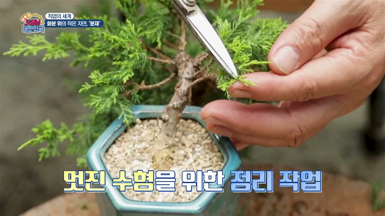 굿모닝대한민국 분재 베테랑 이광수 추가 캡처 2