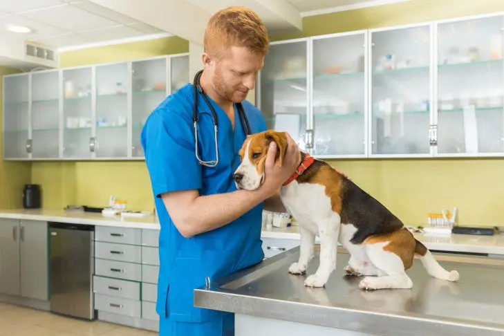 New World Screwworms Threaten US Pets