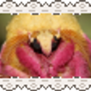 rosy maple moth 2