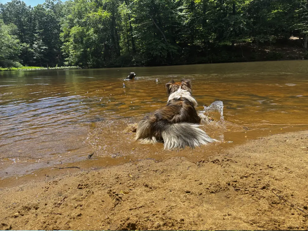 Pool Charlie