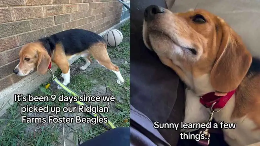 Rescue Dog's Journey from Cage to Cuddles