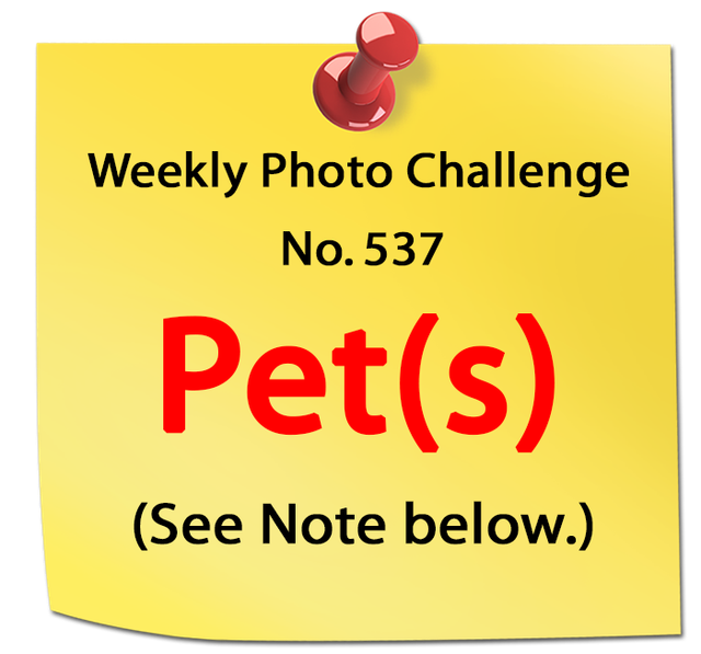 WPC-Pet-s