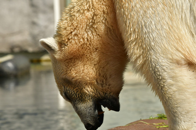 Polar bear at Copenhagen Zoo