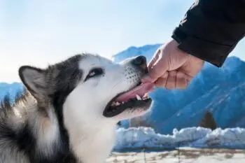 Best Pill Pockets for Alaskan Malamutes