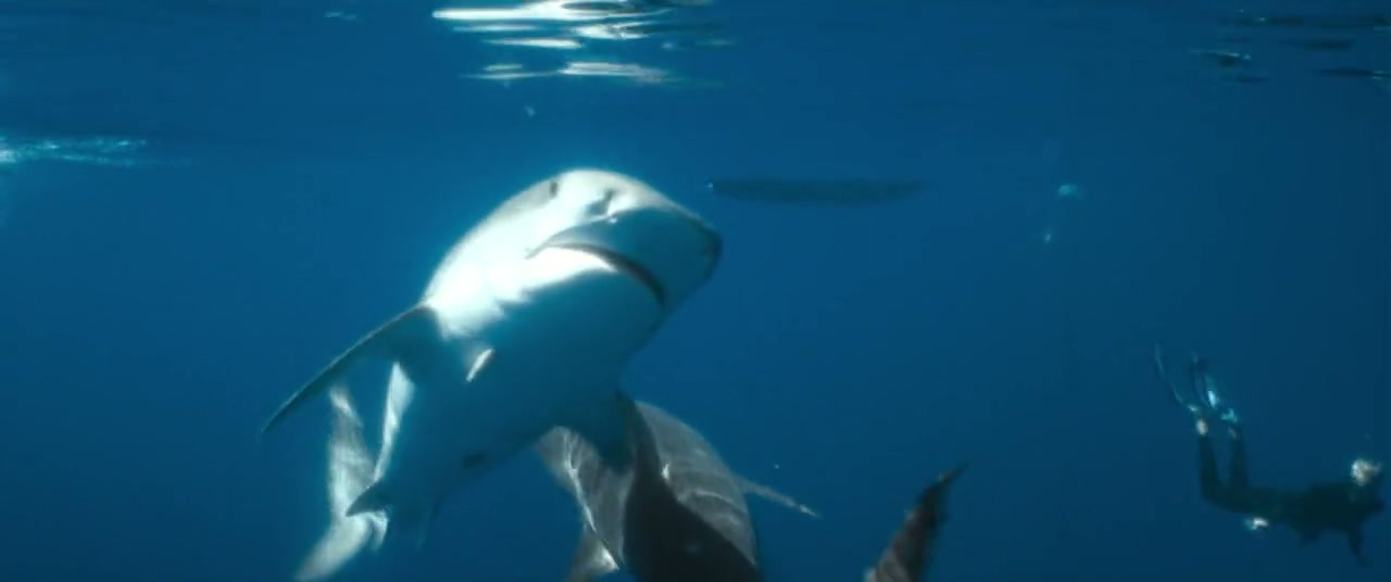 Shark Whisperer Screenshot