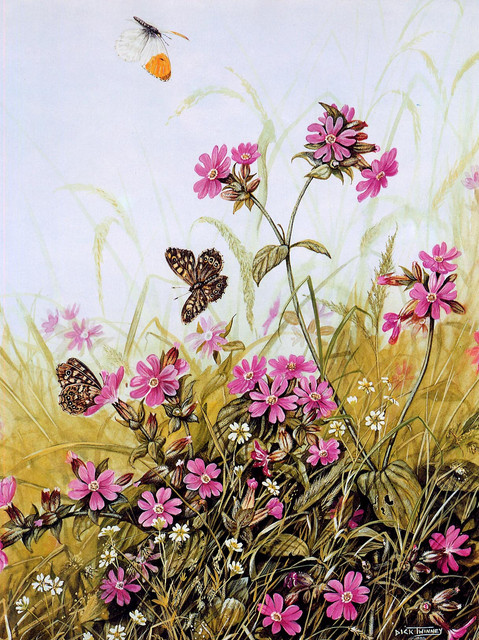 Twinney Dick Nature 059.jpg