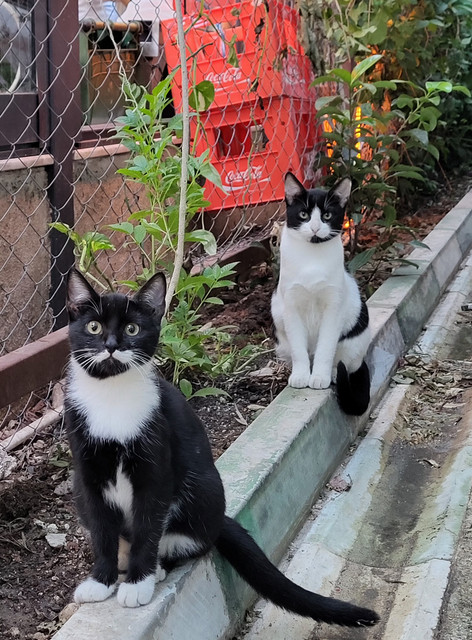 tüm mavi gözlü yakışıklı oğlanlar da beni buluyor. dikkat! fotoğraflar aşırı tatlı ve şaşkoloz kediler içermektedir.