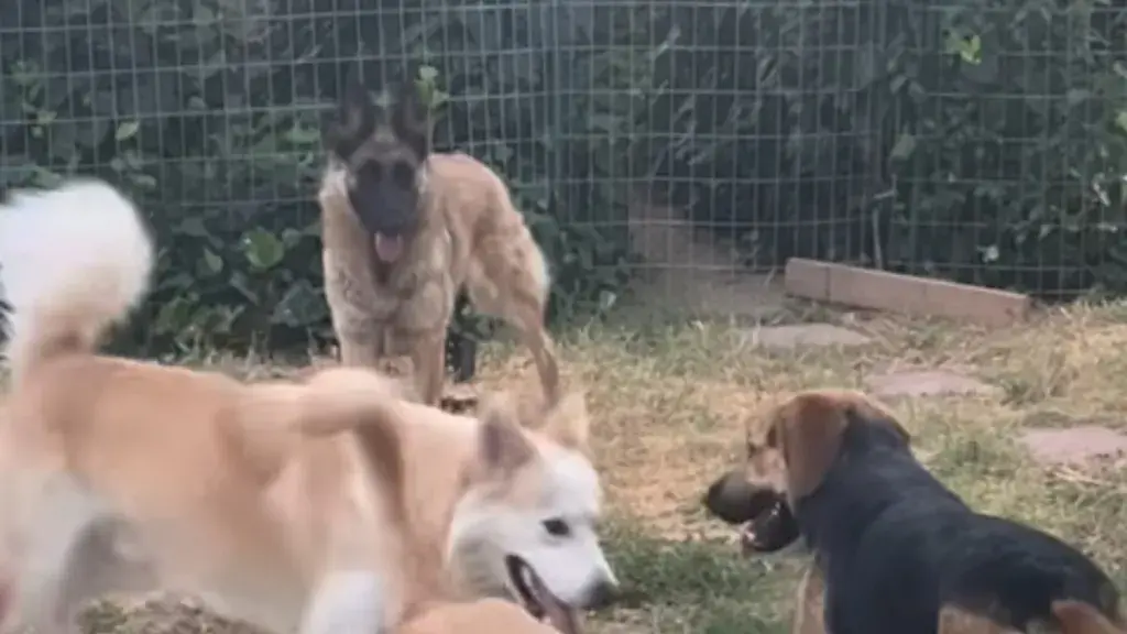 A Shy Foster Dog Finds Her Pack