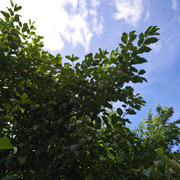 DSC 7260
