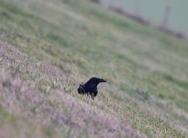 raven