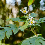 DSF5780