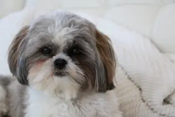 The Top Dog Food Toppers to Tempt Your Shih Tzu