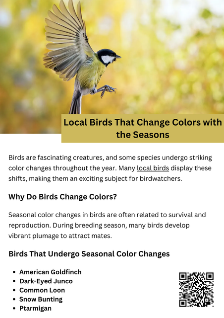 Some local birds change colors with the seasons for camouflage and mating. The American Goldfinch turns from bright yellow in summer to dull brown in winter. Ptarmigans shift from brown to white for winter camouflage. Snow Buntings and Common Loons also undergo seasonal color changes. Observing these transformations adds excitement to birdwatching throughout the year. To know more visit here https://wildbirdguide.com/category/local-birds/