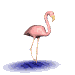 seabird2