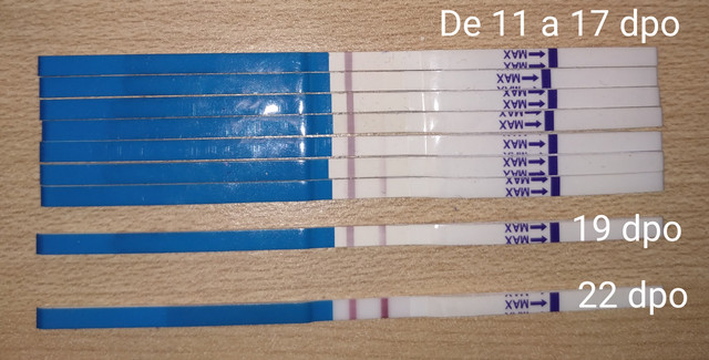 22-dpo