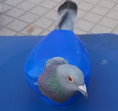 image.jpg