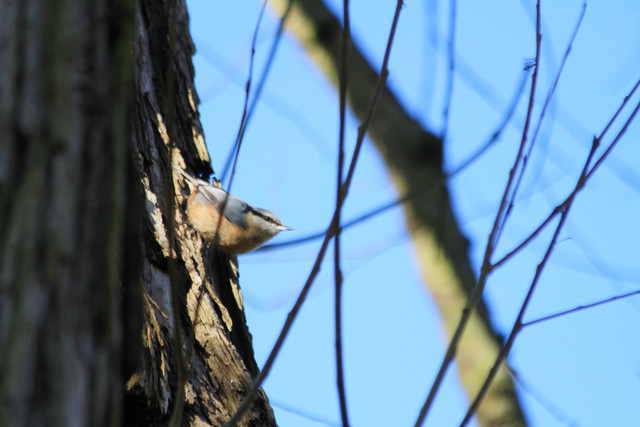 Nuthatch