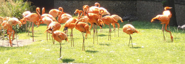 Flamands Roses