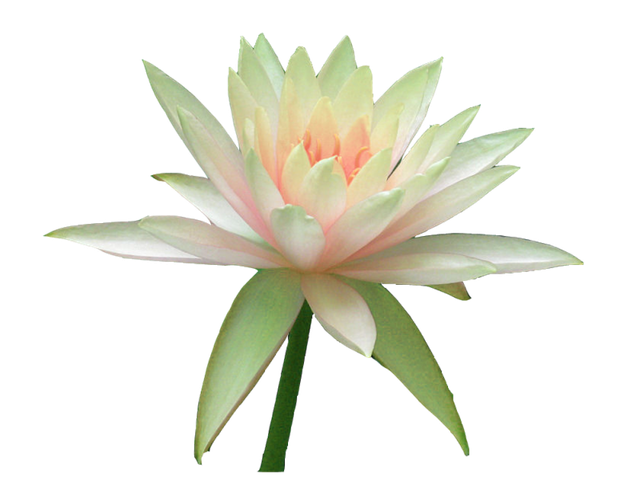 fleur15