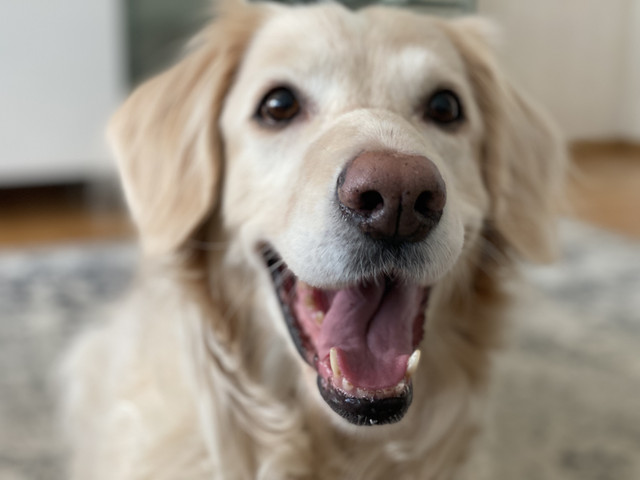 A4975-F43-7-FF4-4-D6-A-B336-4-DB709199-F