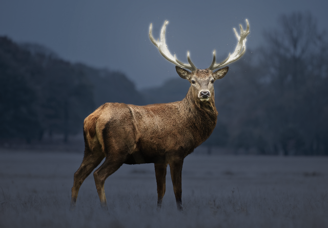 Deer-final-project.png