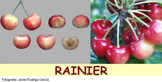 Cerisier Rainier, variété de cerise Bigarreau Rainier mi-saison, cerise bicolore