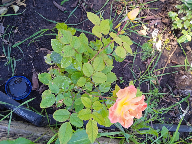 IMG-20230901-141526