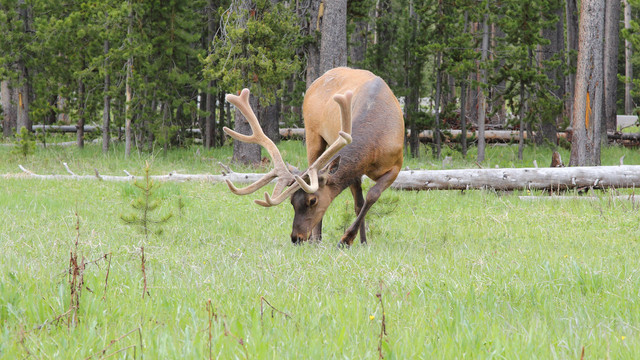 Elk-1-A-Border-Maker