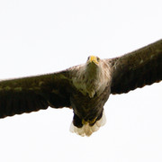 Seeadler 01