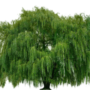 tree-7577258-1280-1