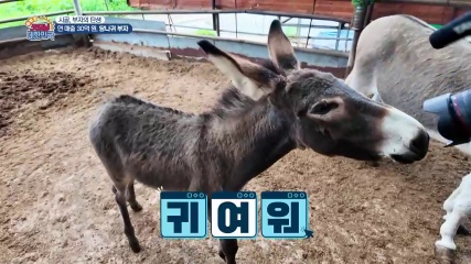 굿모닝대한민국 당나귀유 화장품 추가 캡처 1
